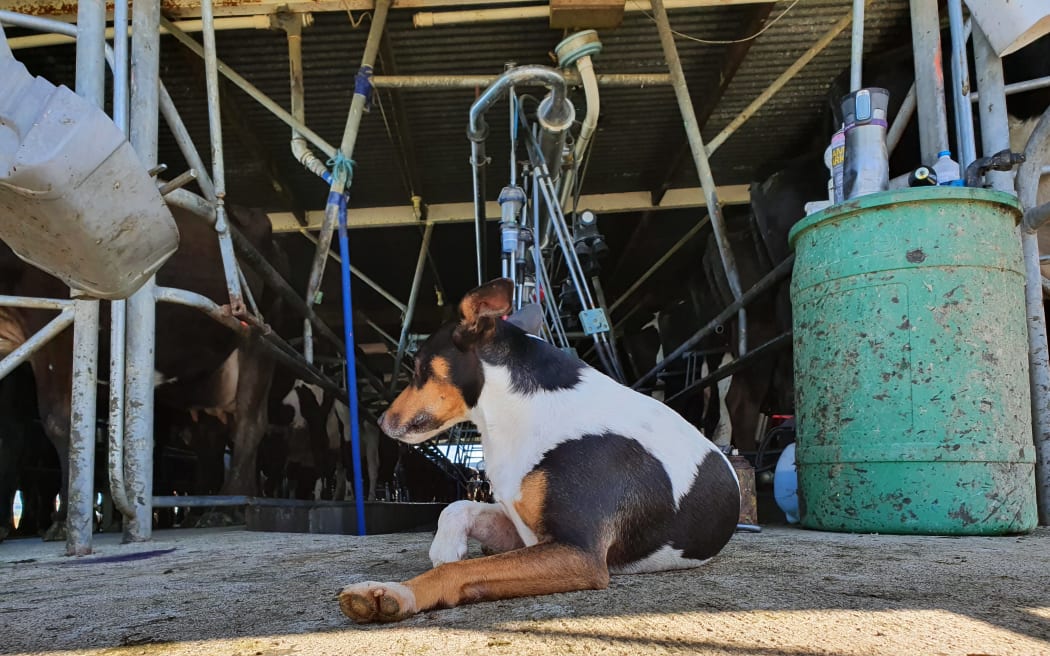 A fox terrier watches the afternoon milking on a Waikato dairy farm