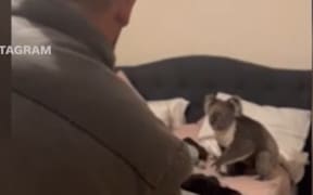 A screenshot from a video taken when a family found a koala in the bedroom of their Adelaide home.