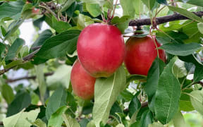 The 'Sassy' apple which was bred by Plant and Food Research can tolerate warmer climates while still developing good red colouring.