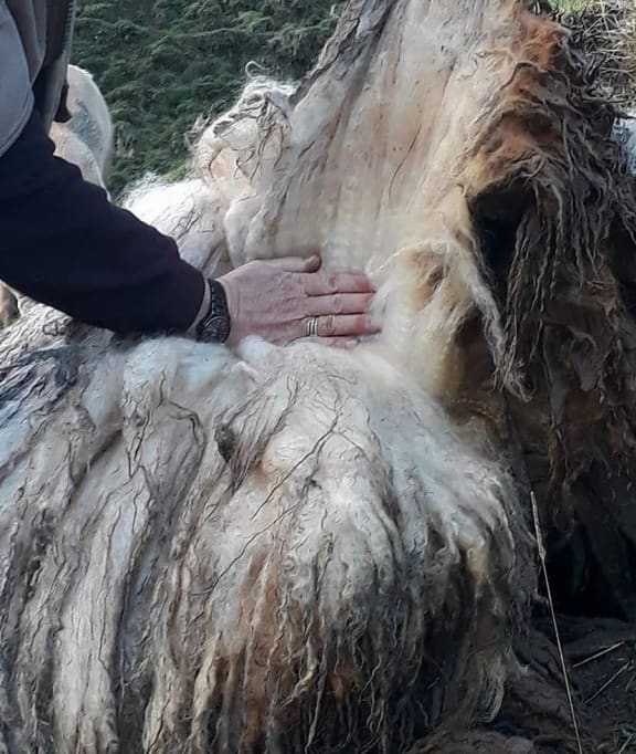 Suzy the sheep's fleece before the ewe was shorn.