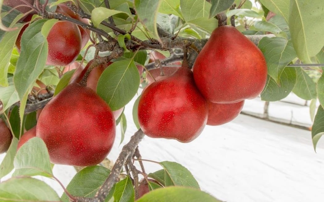 The new pear cultivar will be grown in Australia.