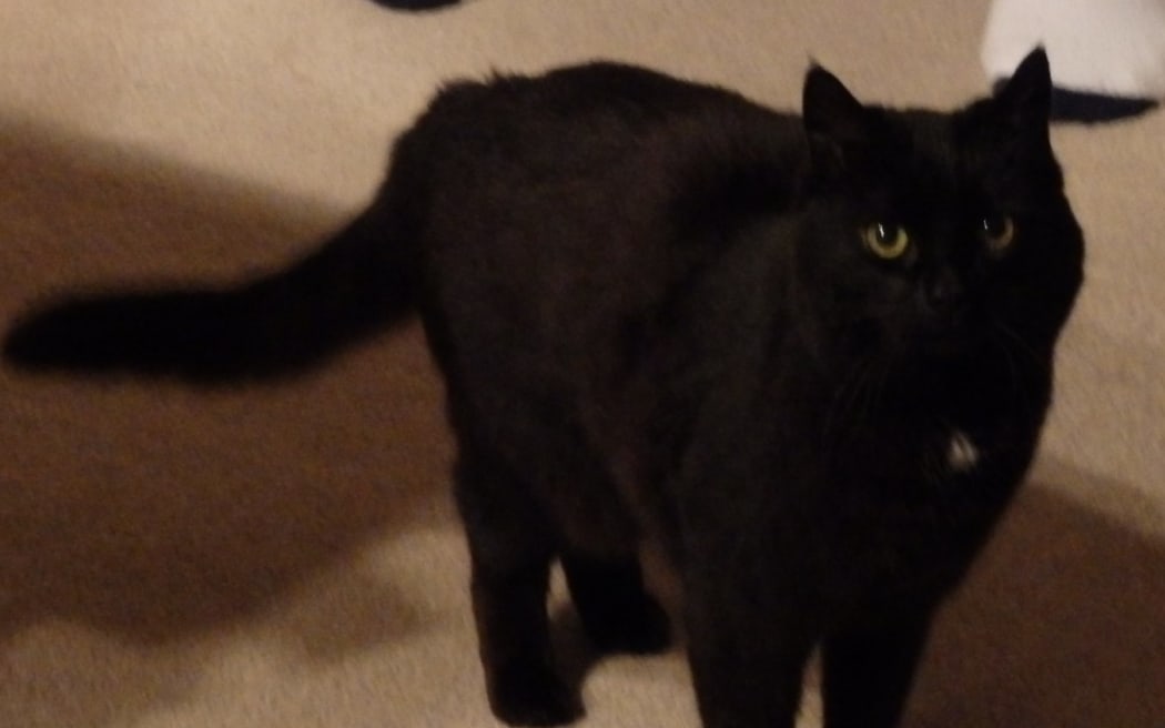 Tui the cat in 2016