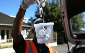 Ministry for Primary Industries contractor holding a fruit fly trap for fruit tree owners in Grey Lynn, Auckland.