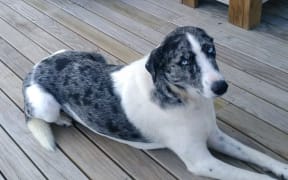 The 7-year-old Catahuala dog was shot with a slug gun by Glenn Forsyth.