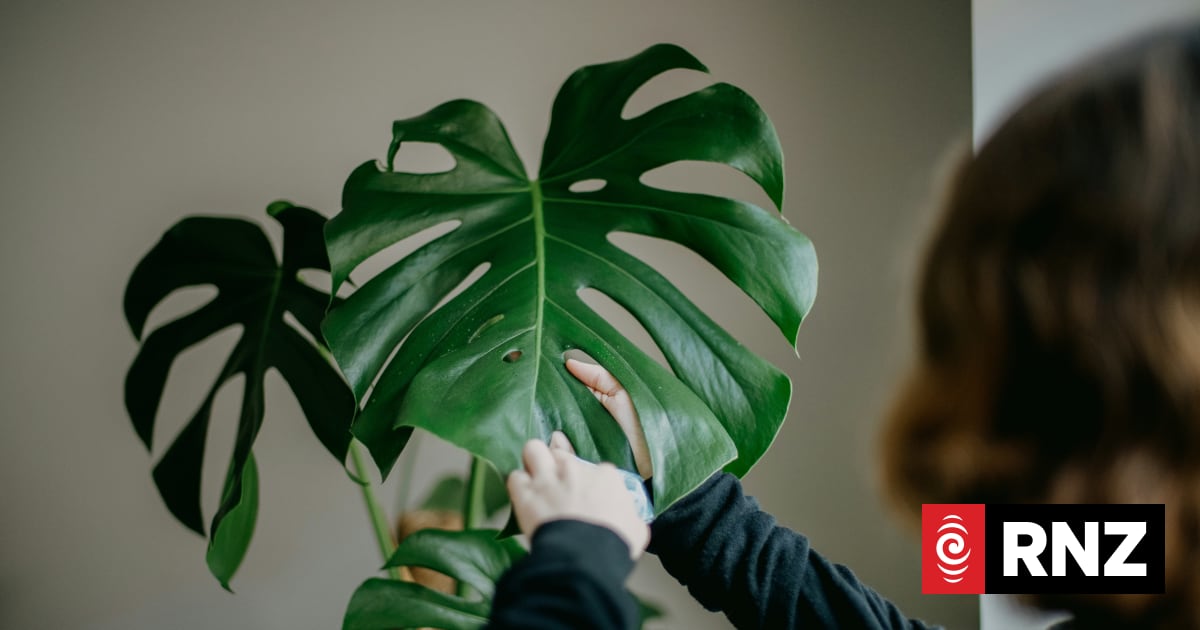 The danger of house plants going rogue