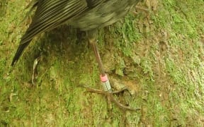 North Island robins are the perfect test subject for a study looking at cognition in wild animals. They can be very easily trained to do tasks in return for a food reward, and their nesting success can be easily followed.
