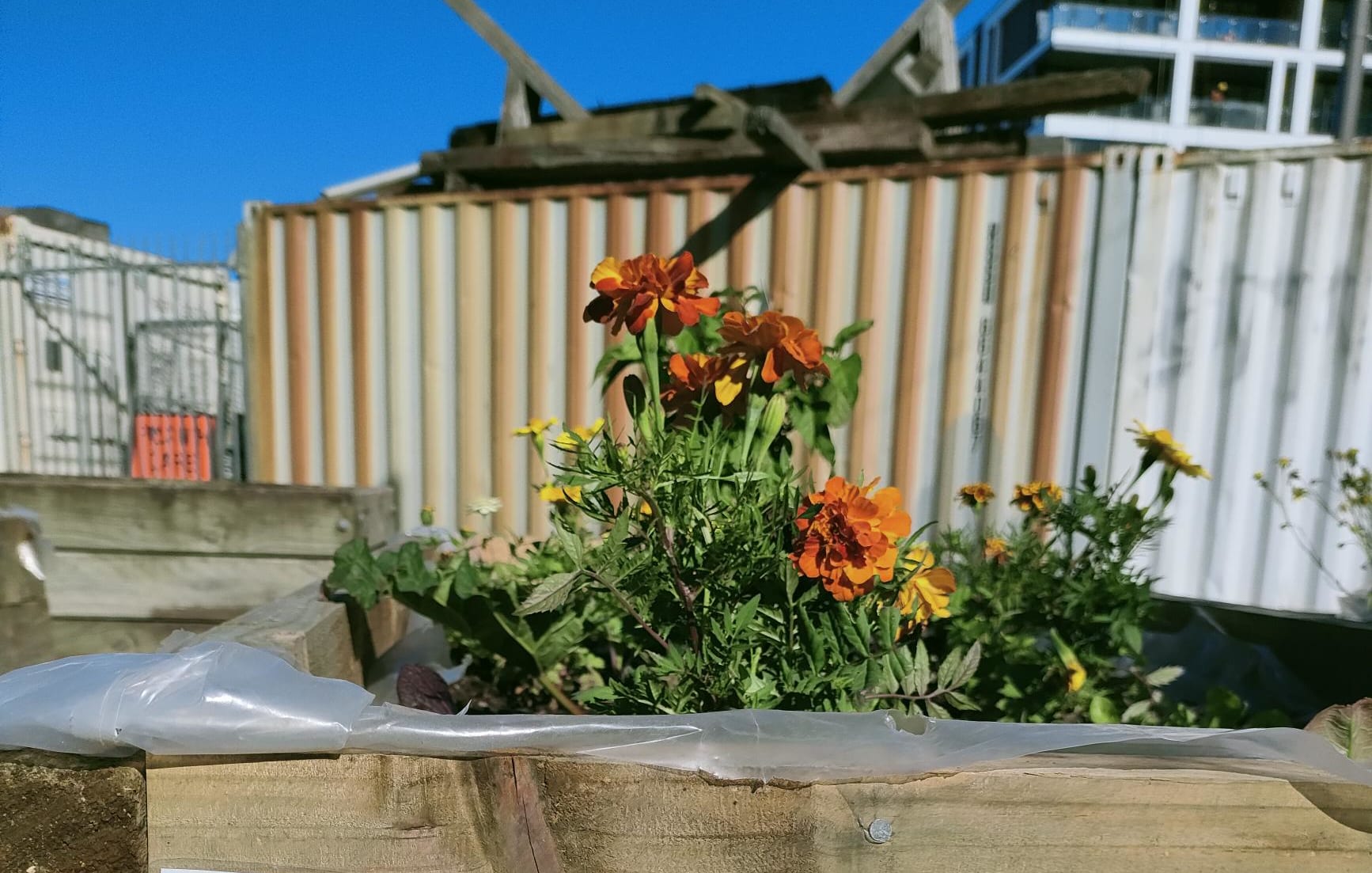 Daldy St Community Garden in Wynyard Quarter