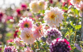 Dahlias