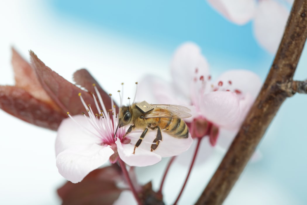 The CSIRO-Intel project uses tiny radio frequency identification tags that are placed on the bees’ backs.