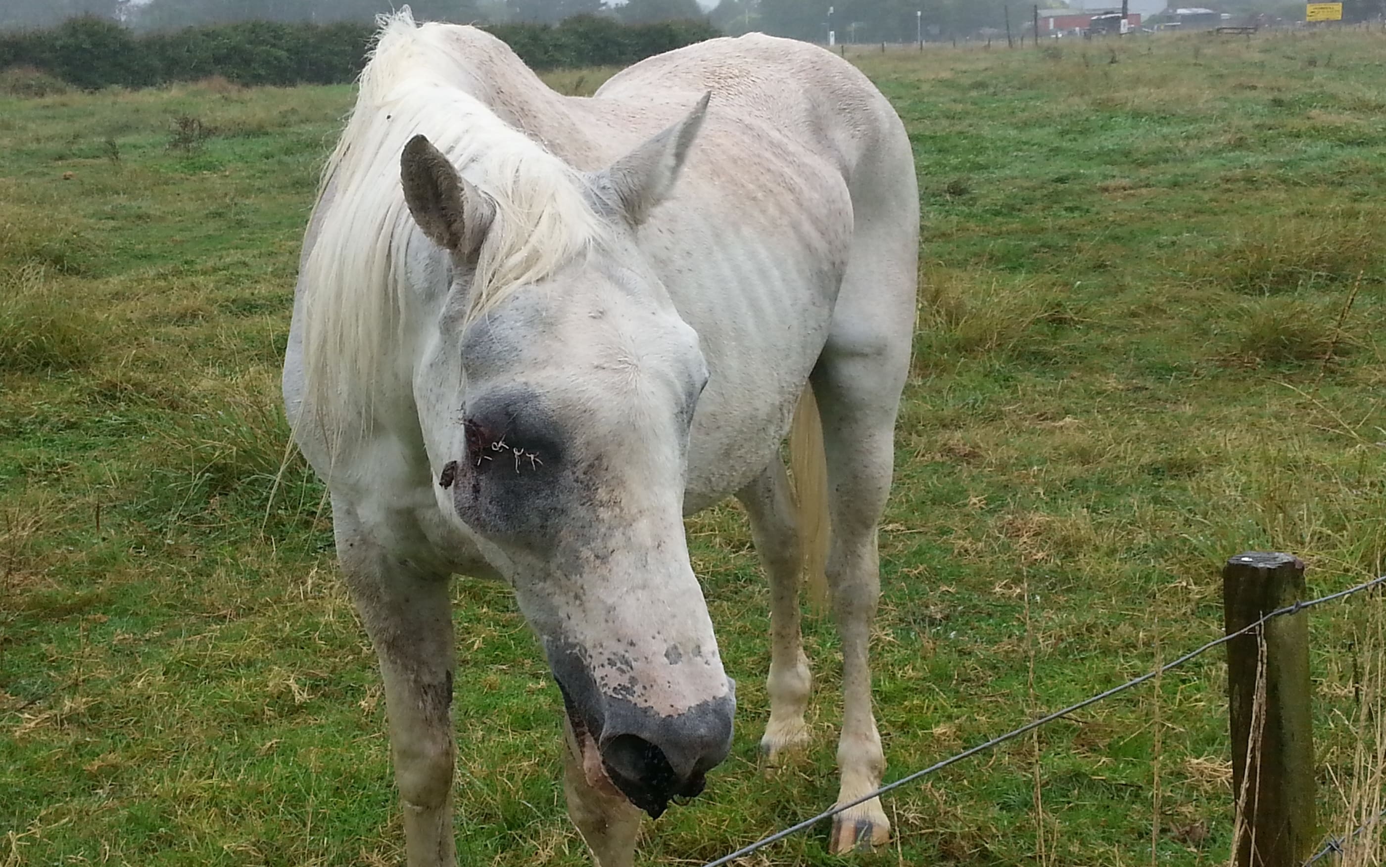An Auckland woman has been sentenced to 260 hours' community work for animal welfare offences.