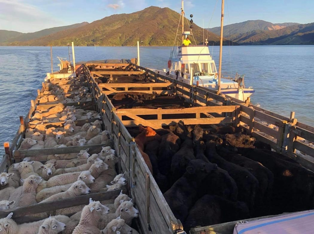 Johnson's Barge Services in Havelock have been shifting everything from machinery, vehicles,fertiliser and feed as well as livestock.