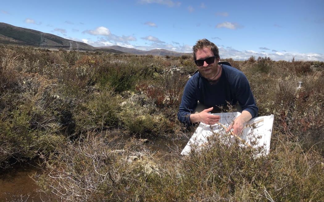 A man wearing a blue long-sleeved tee and sunglasses crouches in front of a heather bush with a white sheet.