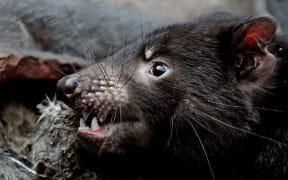 A Tasmanian Devil at Taronga Zoo, Sydney.