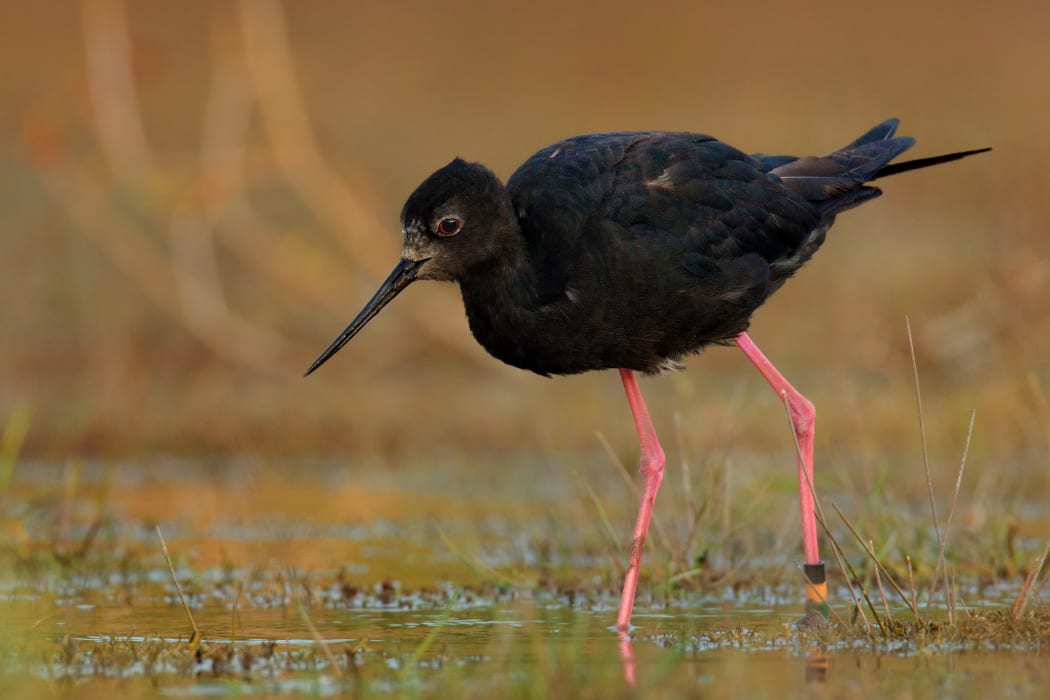 Juvenile kakī have been released around the Godley and Cass Rivers and into the Tasman Valley.
