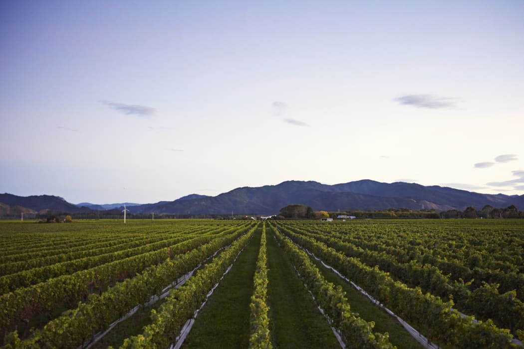Forrest Estate Vineyard, Marlborough