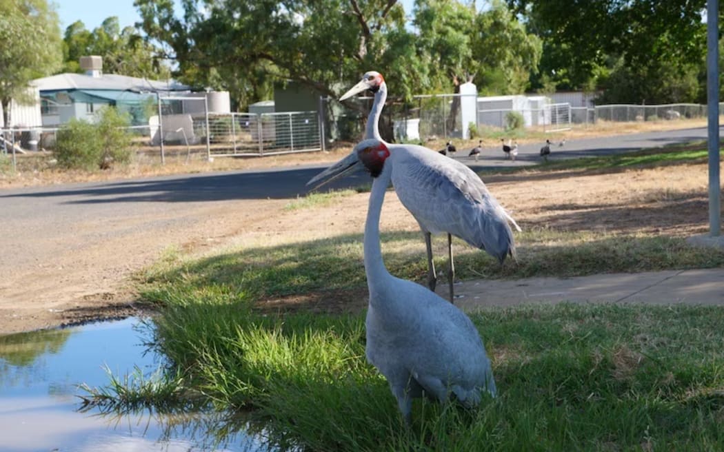 Brolgas seeking shade in Longreach, one of the hottest parts of the state today. (ABC Western Queensland: Hannah Walsh)