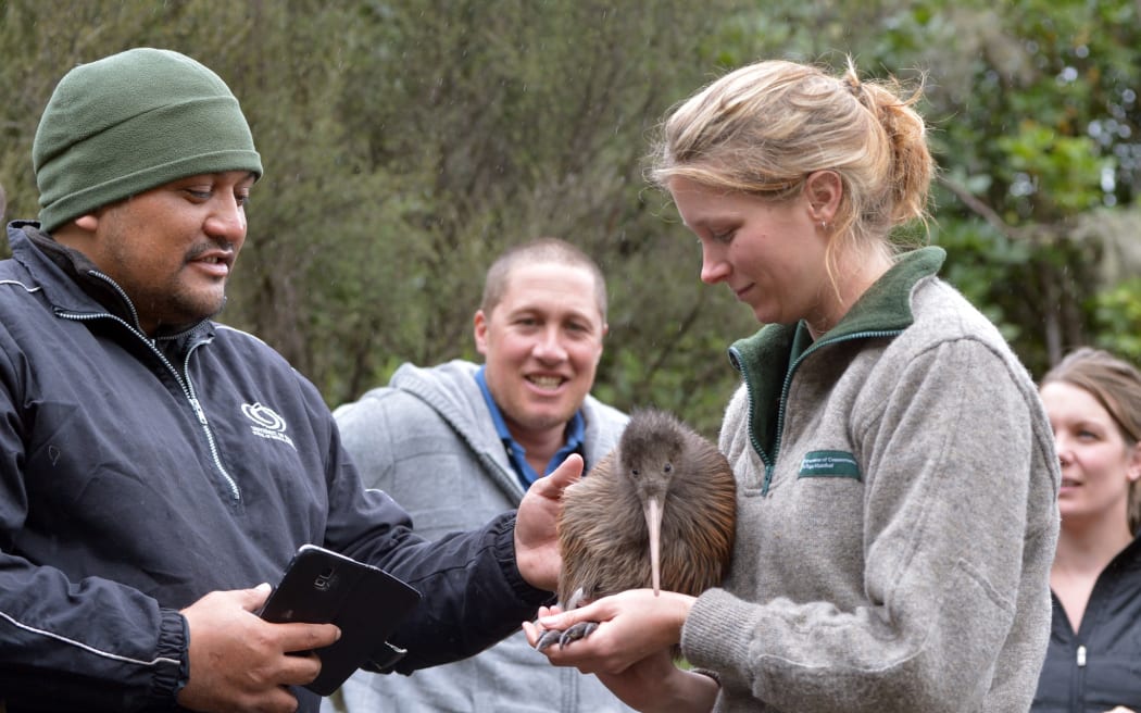 Ngati Rangi Kaihonohono Ā Rohe Fred Clarke and DOC biodiversity ranger Jenny Hayward releasing kiwi Geyser, Rata and Ahika into Rangataua Forest in 2015.