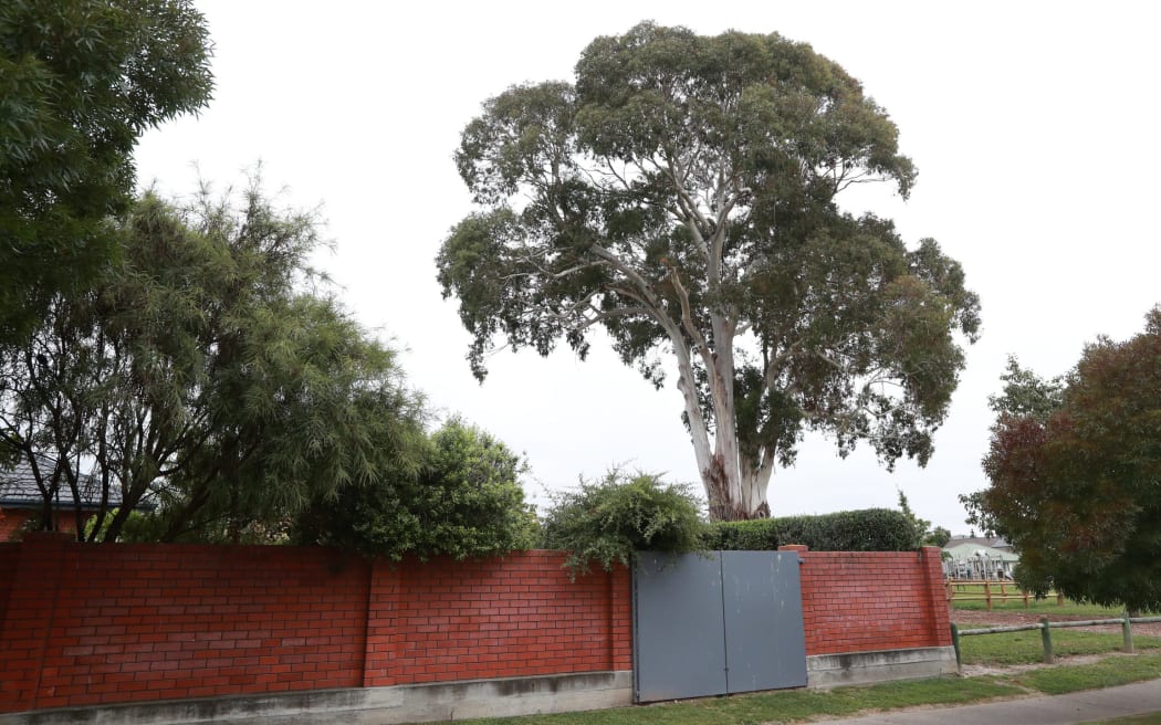 Eucalyptus are sometimes called widow makers as their branches are known to snap and fall with little-to-no warning.