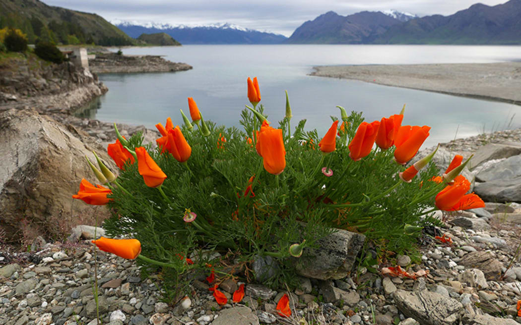 Californian poppies at Lake Hawea dam