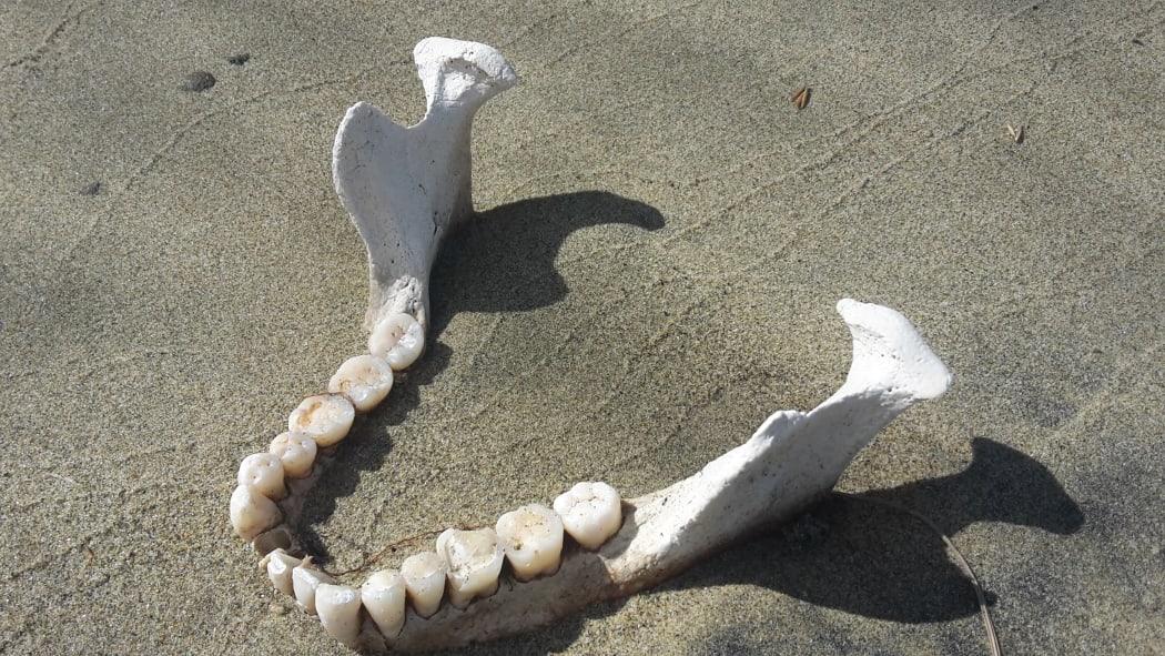 The human jawbone found at low tide in a Nelson estuary.