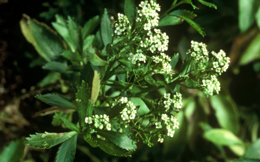 Cook's Scurvy Grass: Lepidium oleraceum