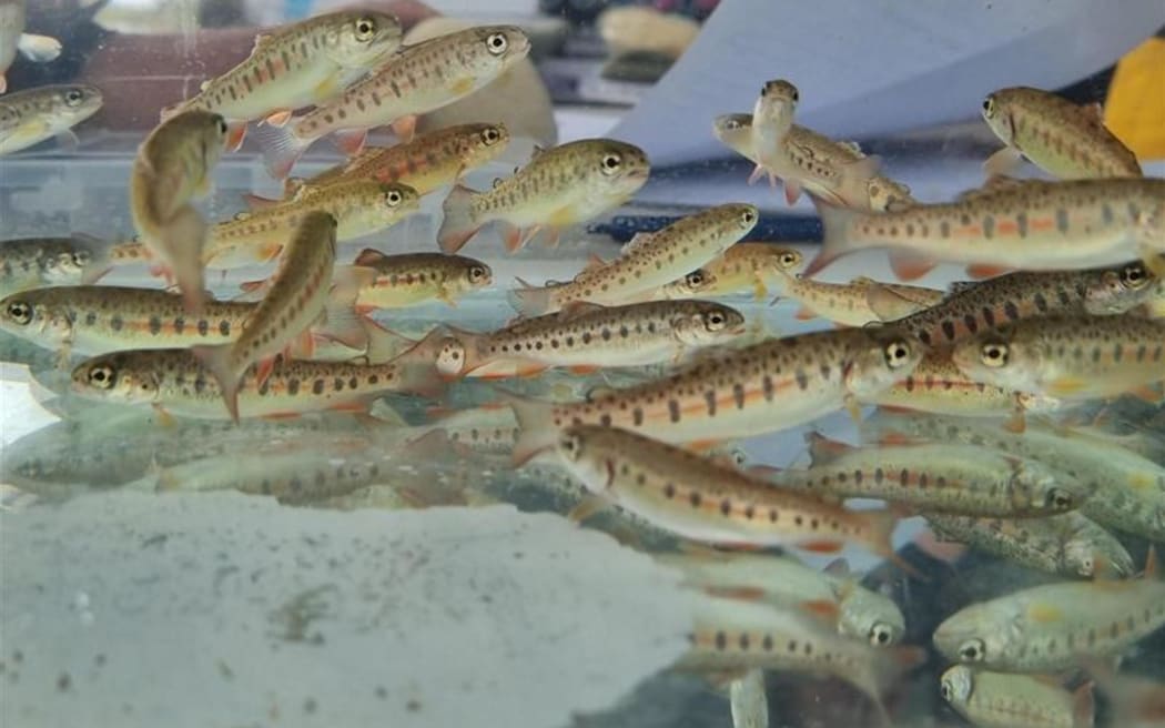 Rainbow trout on show at the On the Fly Festival. They are not the same as what are in the Mataura River.