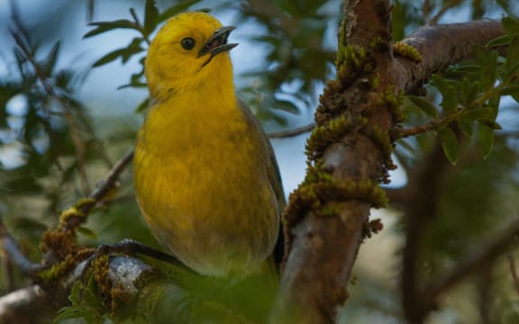 The mohua is on the endangered species list.