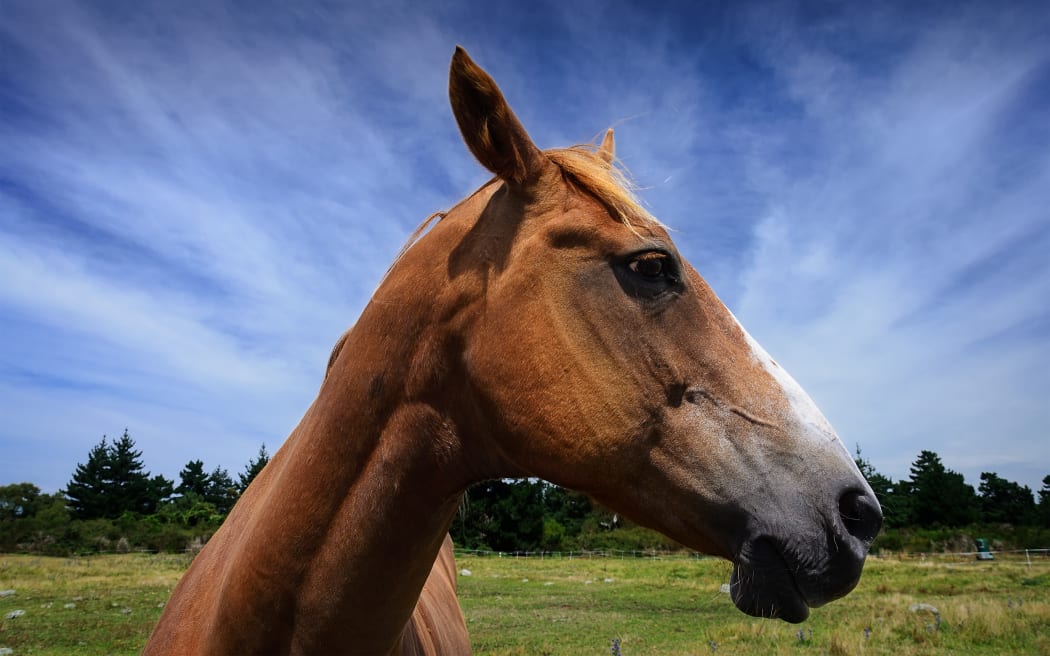 close-up beautiful  horse portrait on blue sky, New Zealand