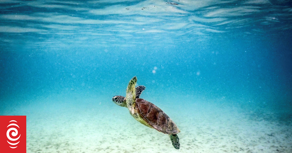  The extensive bleaching of the Great Barrier Reef (pictured in April) was a 