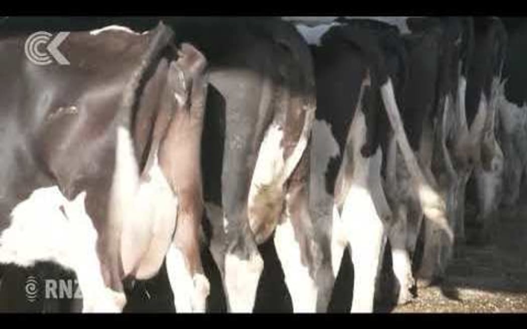 What happens to M bovis meat and where does it go?