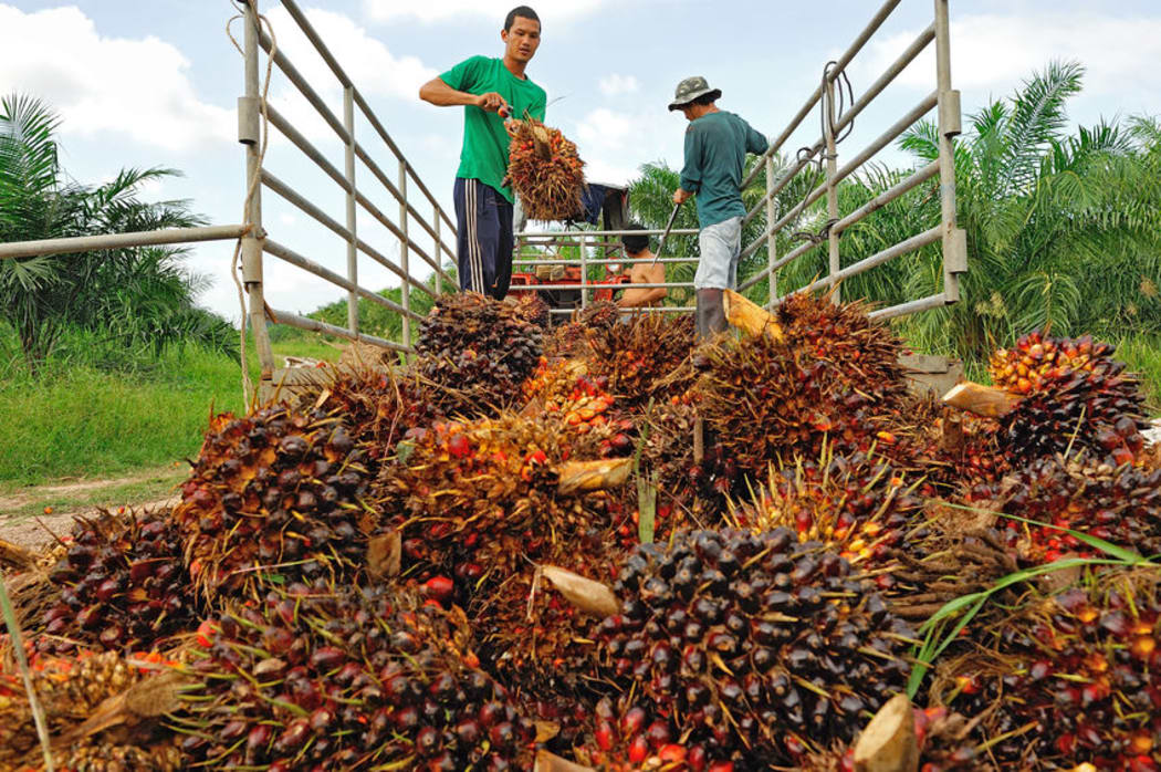 Workers throw oil palm fruit branch to the truck on Nov 05, 2009, Chumporn, Thailand.