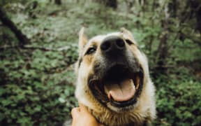 A German Shepherd dog being petted.