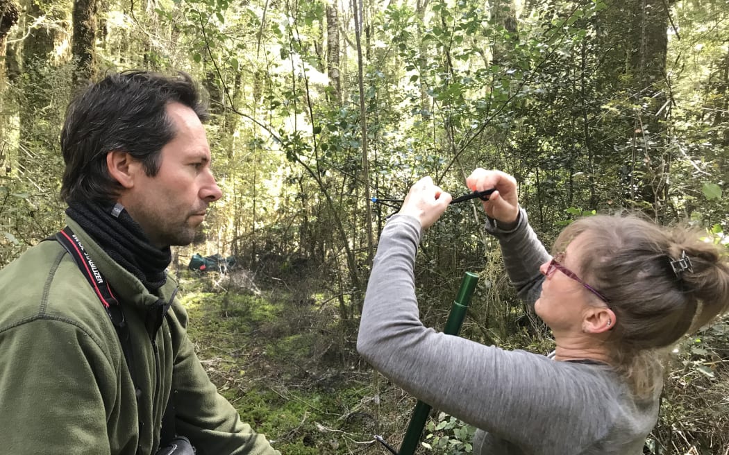 A man in a green fleece holds a pole while a woman in a grey merino and glasses ties the pole to a branch in the forest.