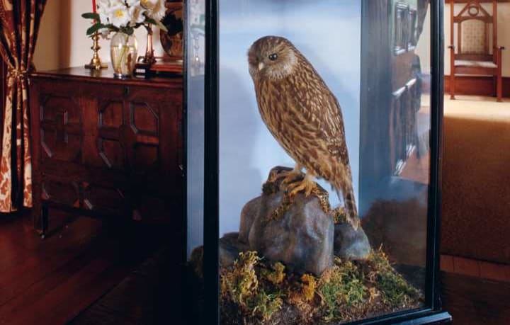 The last laughing owl ever collected, found dead on a read near Blue Cliffs Station in 1914. Photographed at Blue Cliffs Station, near Timaru.