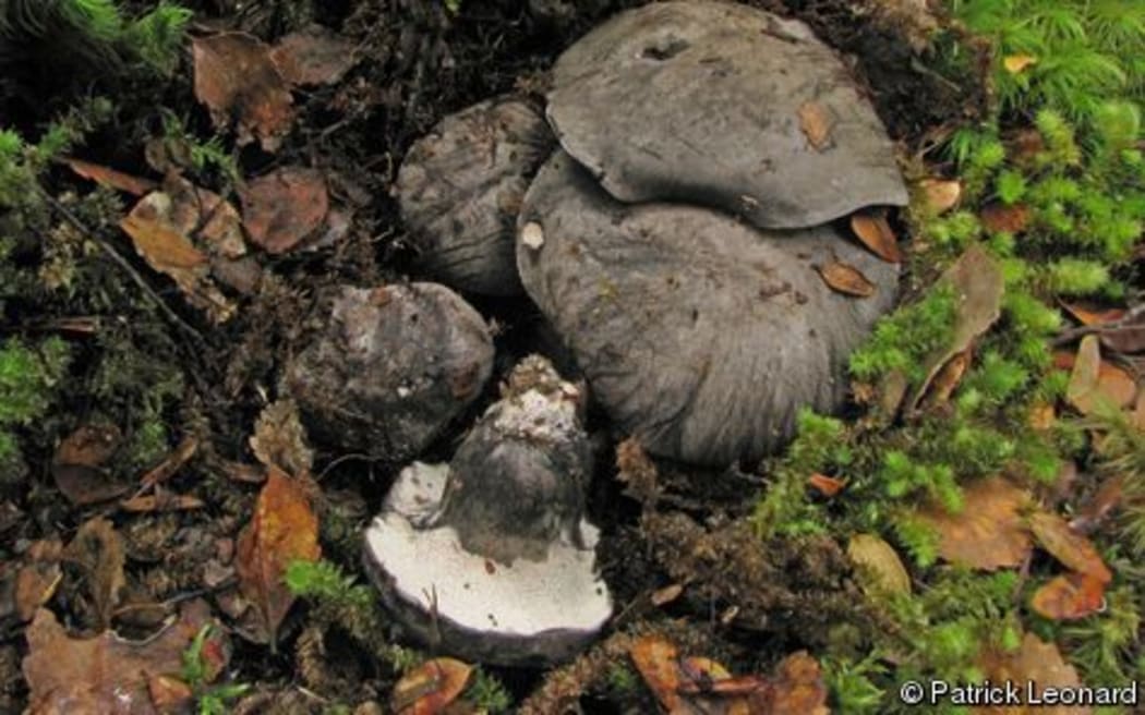 Boletopsis nothofagi