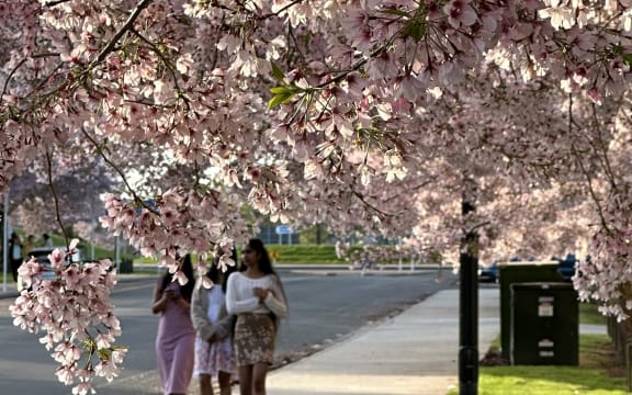 Cherry blooms.