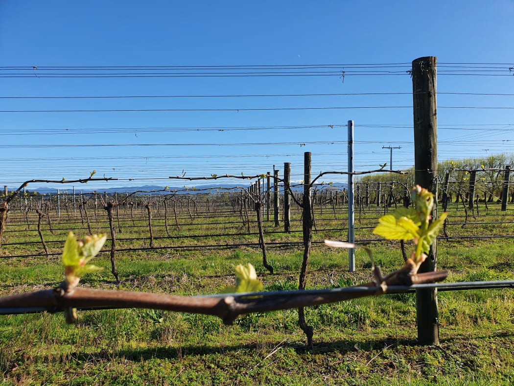 Buds have burst in this Wairarapa vineyard