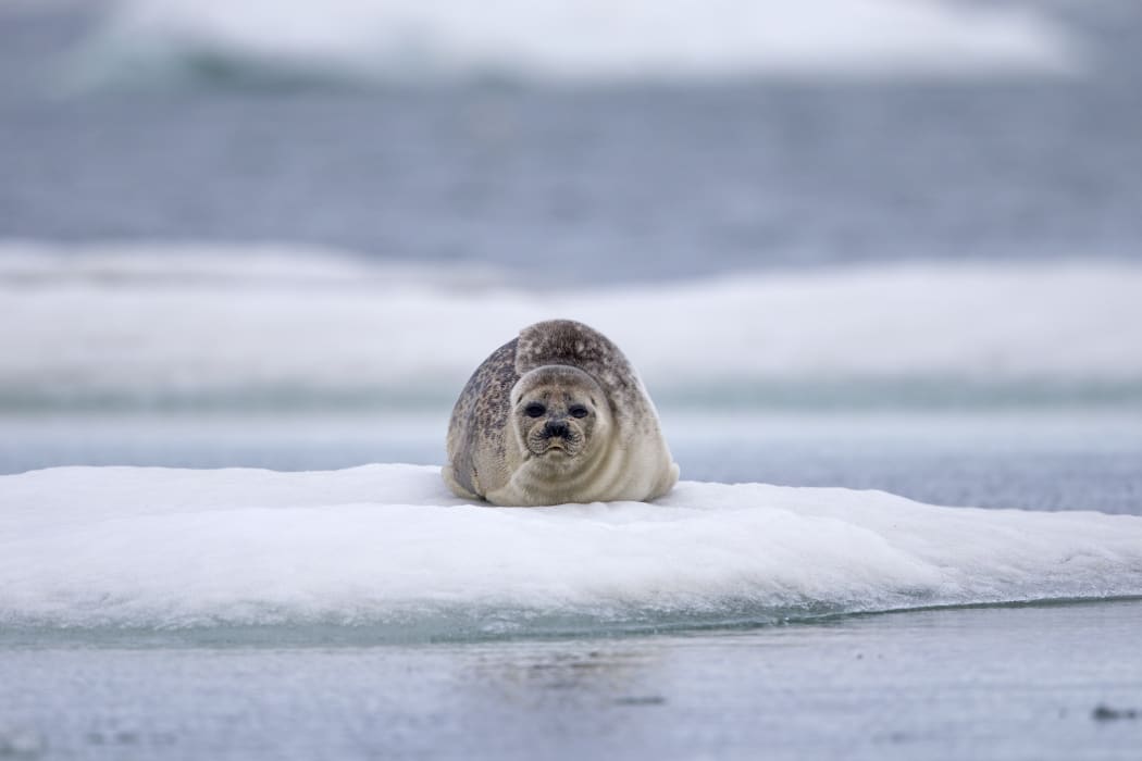 A ringed seal at rest on ice on Barter Island, Alaska