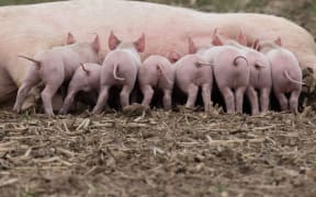 15 April 2022, North Rhine-Westphalia, Jössen: Piglets huddle at their mother's teats in an outdoor enclosure near Jössen in eastern Westphalia, Germany.  AFP