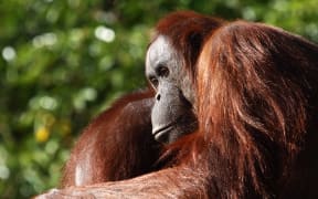 Bornean orangutan female Melur