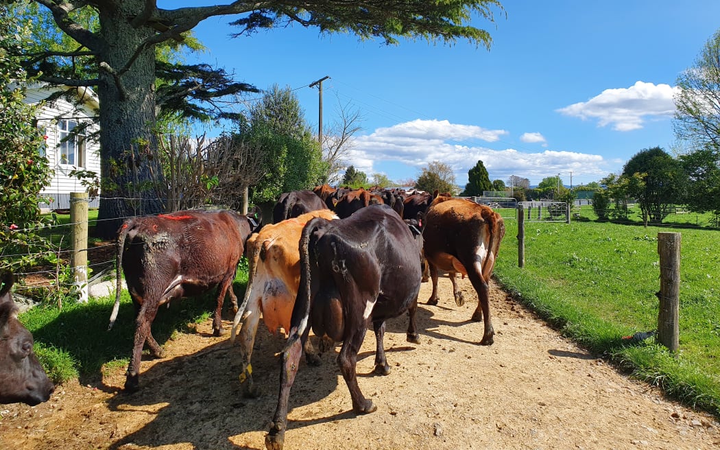 A dairy herd makes its way to the milking shed