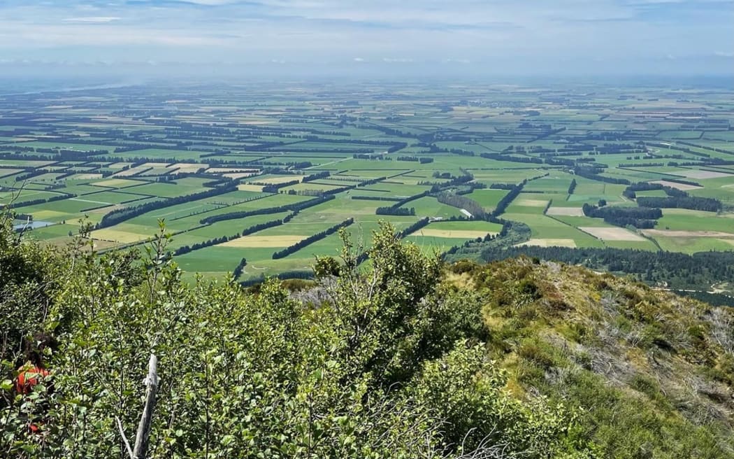 Shelterbelts on the Canterbury Plains