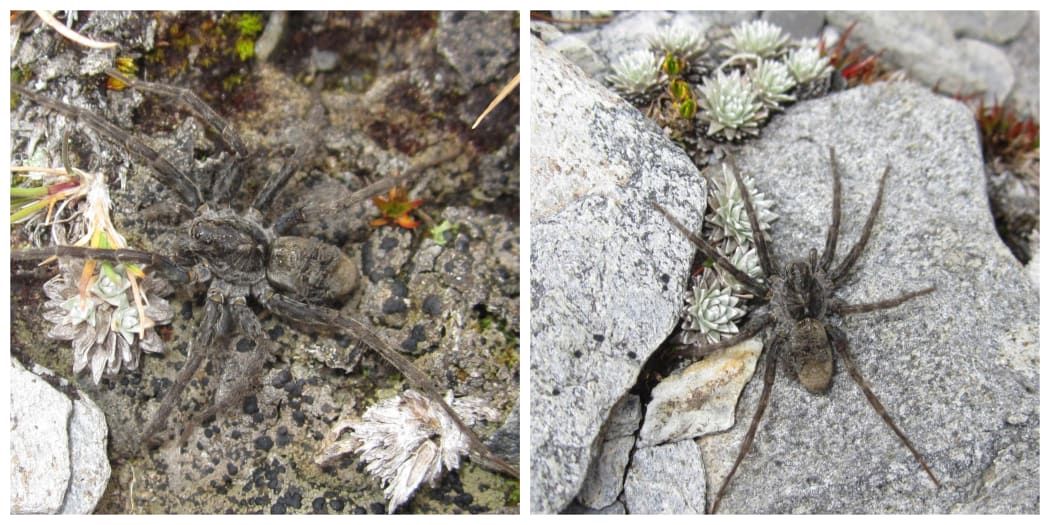 Alpine wolf spider