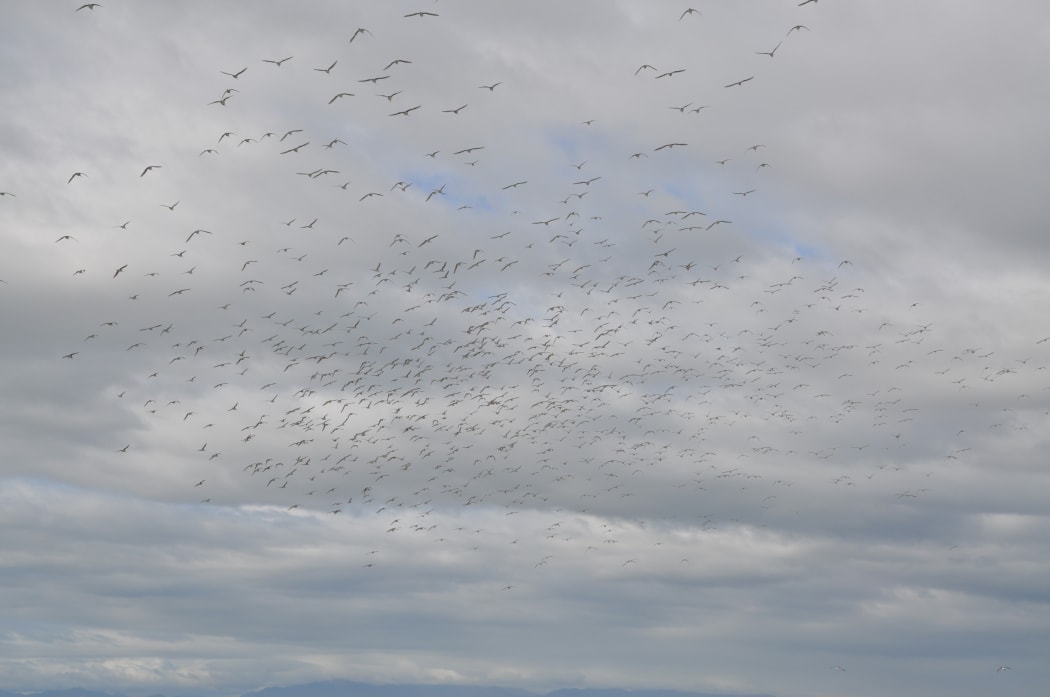 Eastern bar-tailed godwits are arriving in New Zealand.