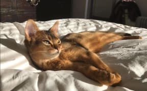 Jeremy's cat