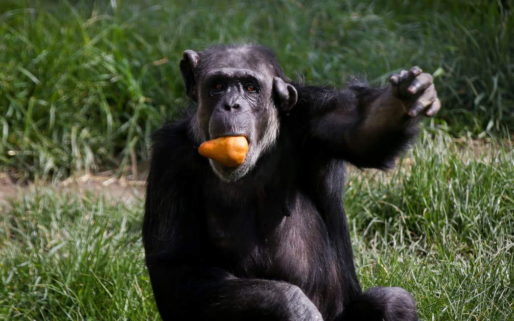 Cara the 33 year old chimp loves a juicy pear at Wellington Zoo.