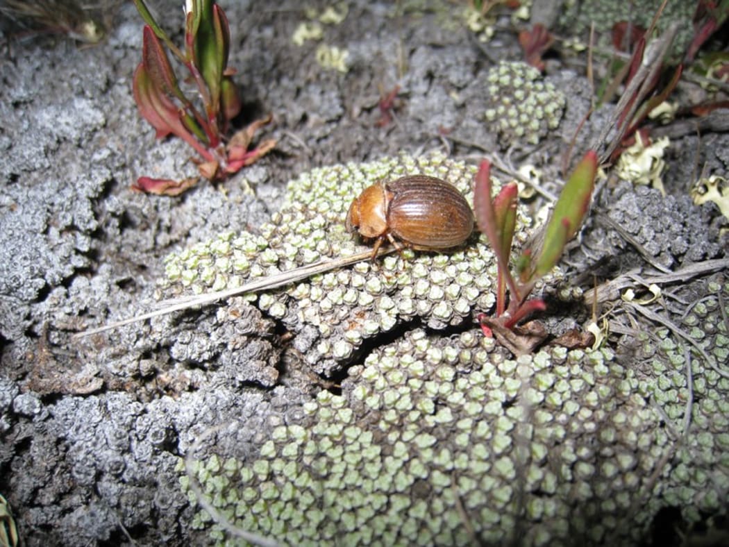 Cromwell Chafer Beetle