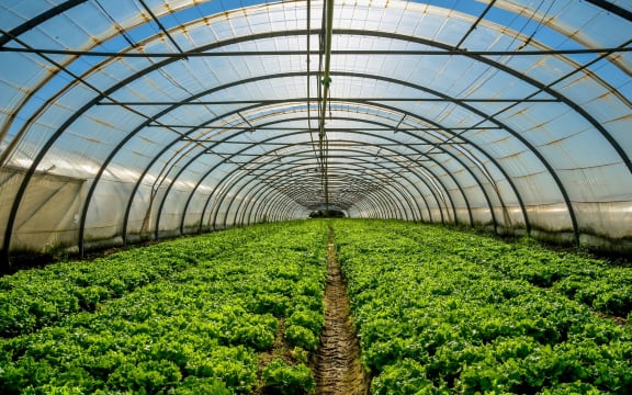 17968702 - young plants growing in a very large plant nursery in the france