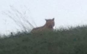 A picture taken by a passerby purports to show a tiger on the loose in Montevrain, France.