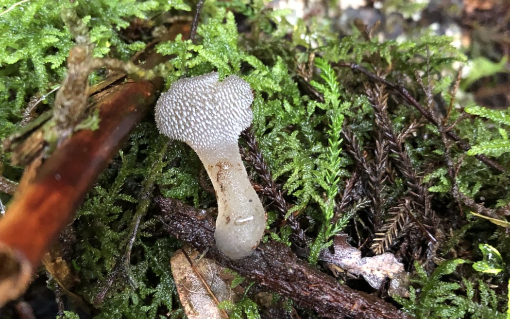 Pseudohydnum fungi.